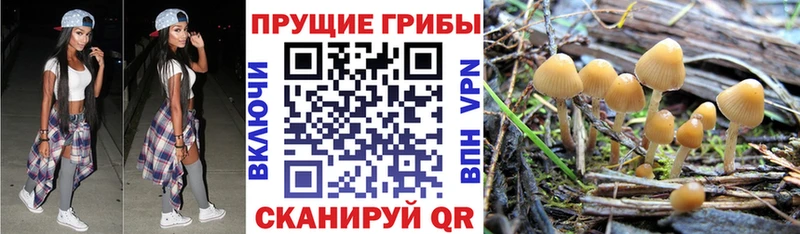где купить наркоту  Ачхой-Мартан  Галлюциногенные грибы GOLDEN TEACHER 